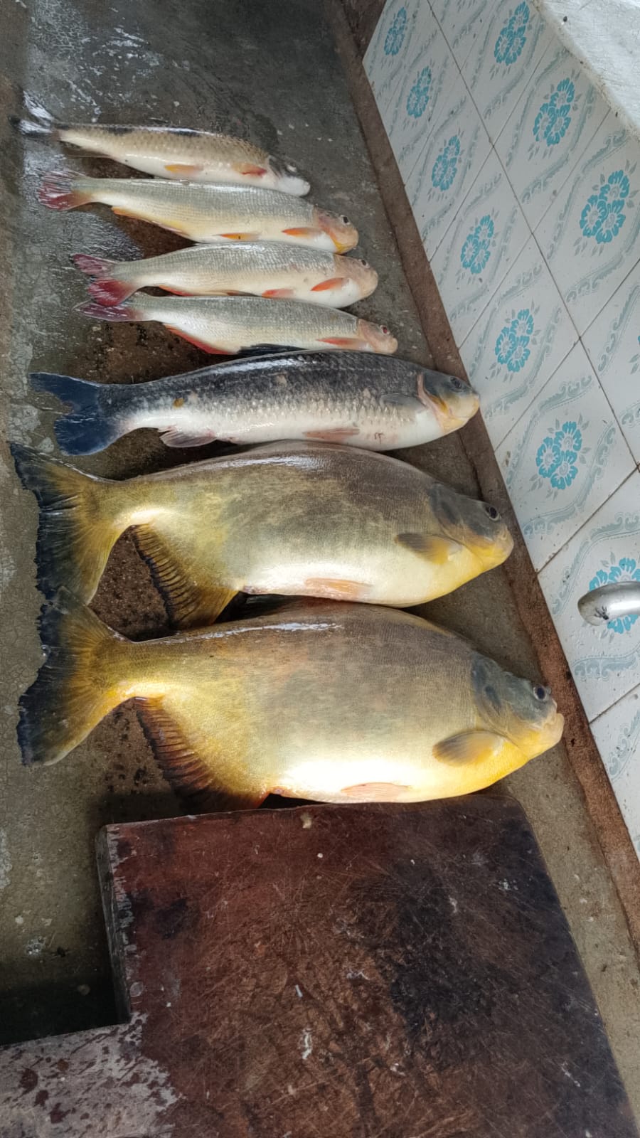 Imagem da galeria — Pescarias